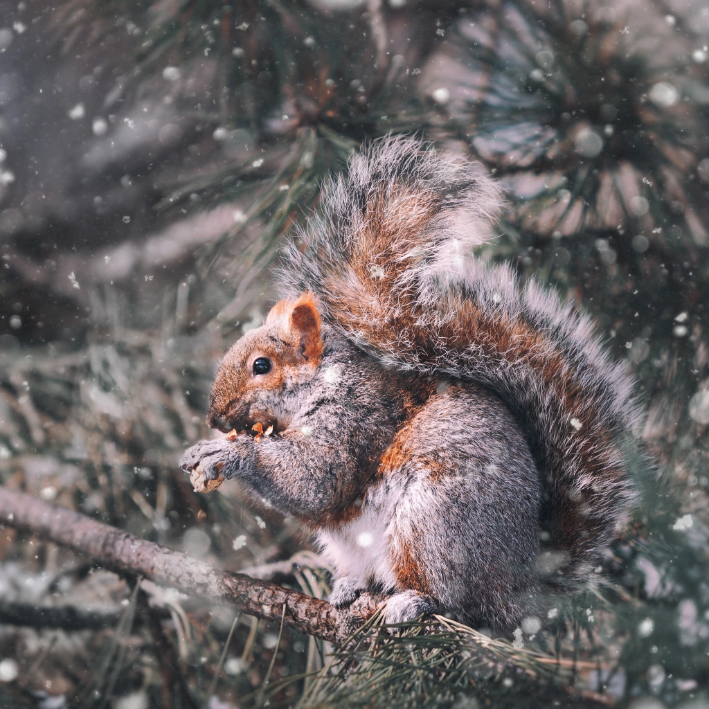Белка грызет орех на ветке сосны зимой