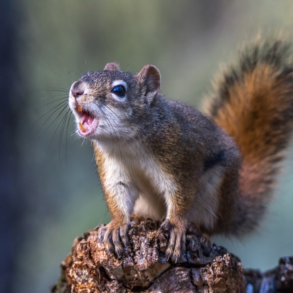 Грозная пушистая белка сидит на камне 