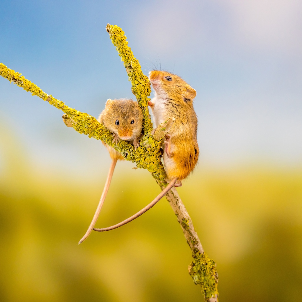 Two little mouse on a branch close-up