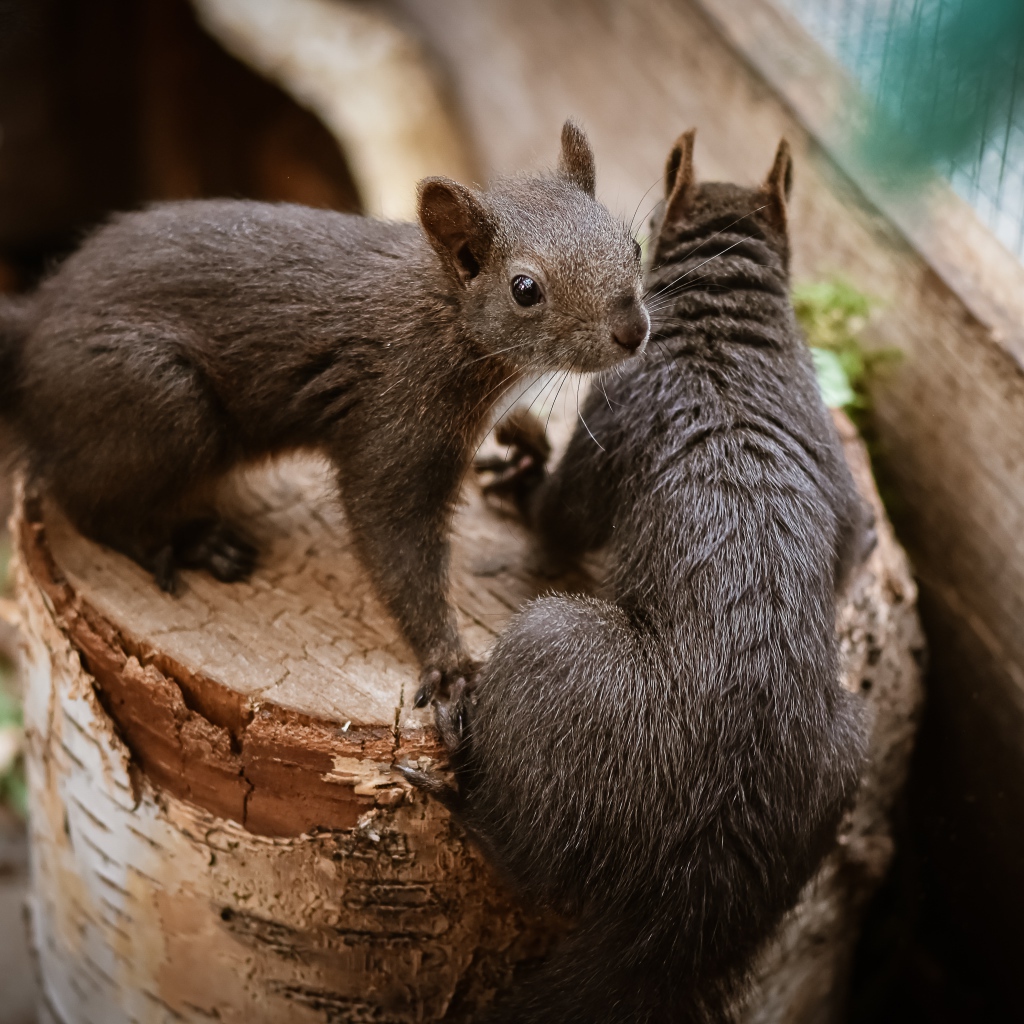 Two squirrels on a tree stump in a cage at the zoo