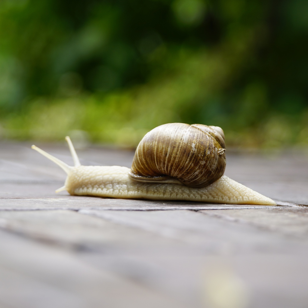 Большая улитка ползет через дорогу 