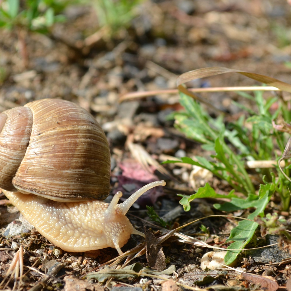 Большая улитка ползет по земле 