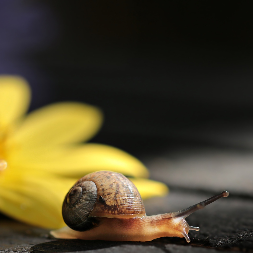 Улитка с желтым цветком на столе 