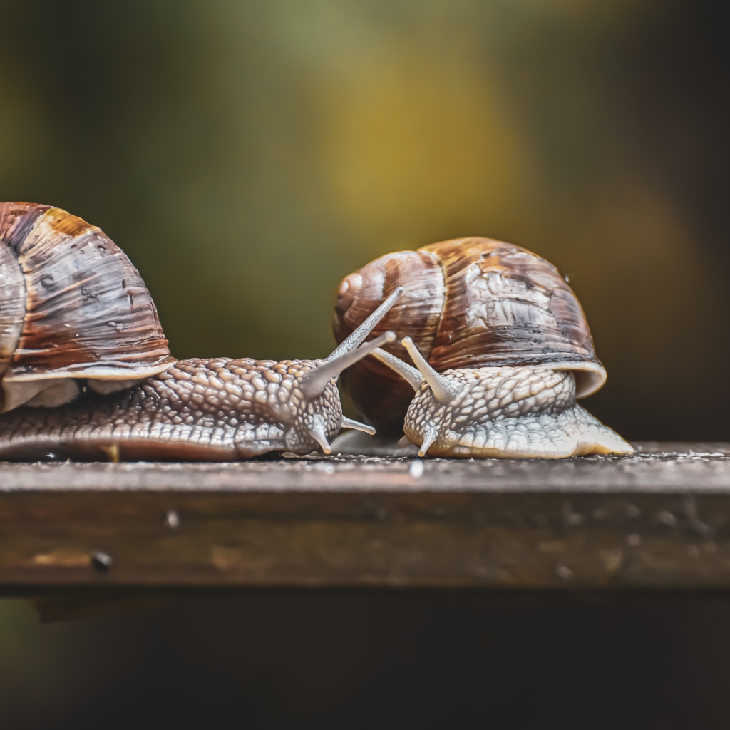 Две большие улитки на деревянном столе 