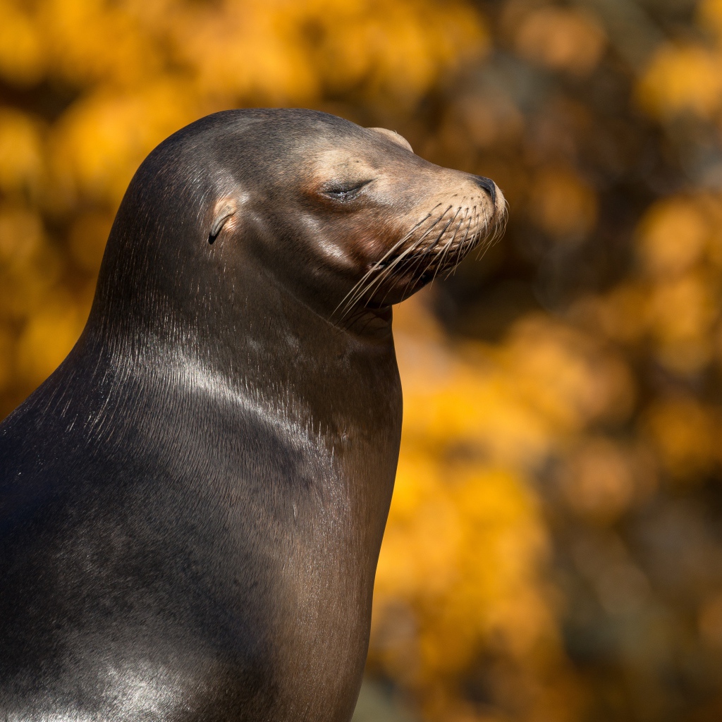 Морской котик с закрытыми глазами греется на солнце