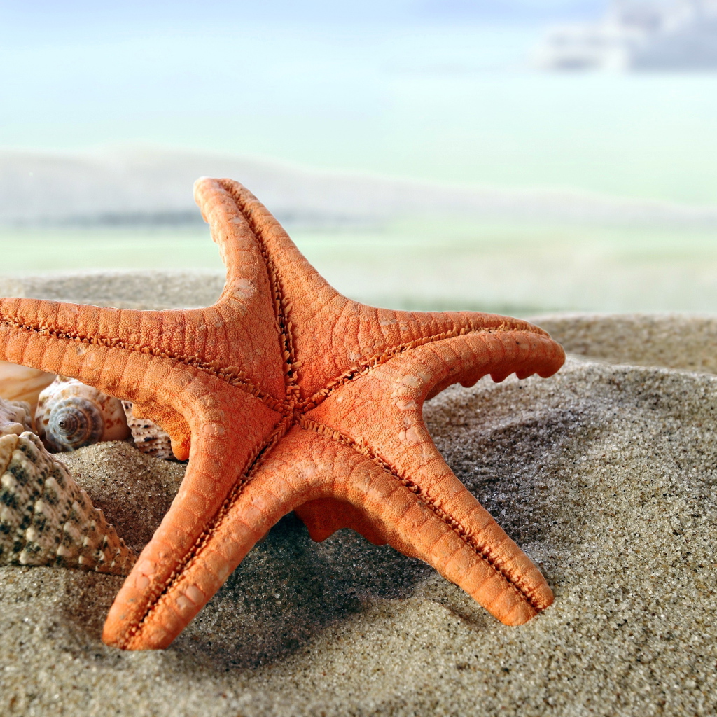 Большая морская звезда на песке с ракушками