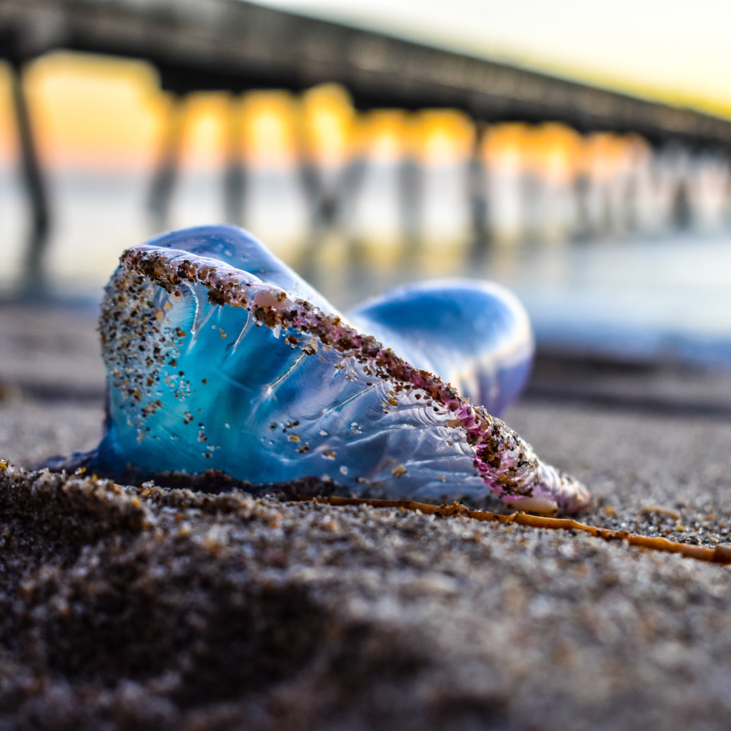 Голубая медуза лежит на песке у моря