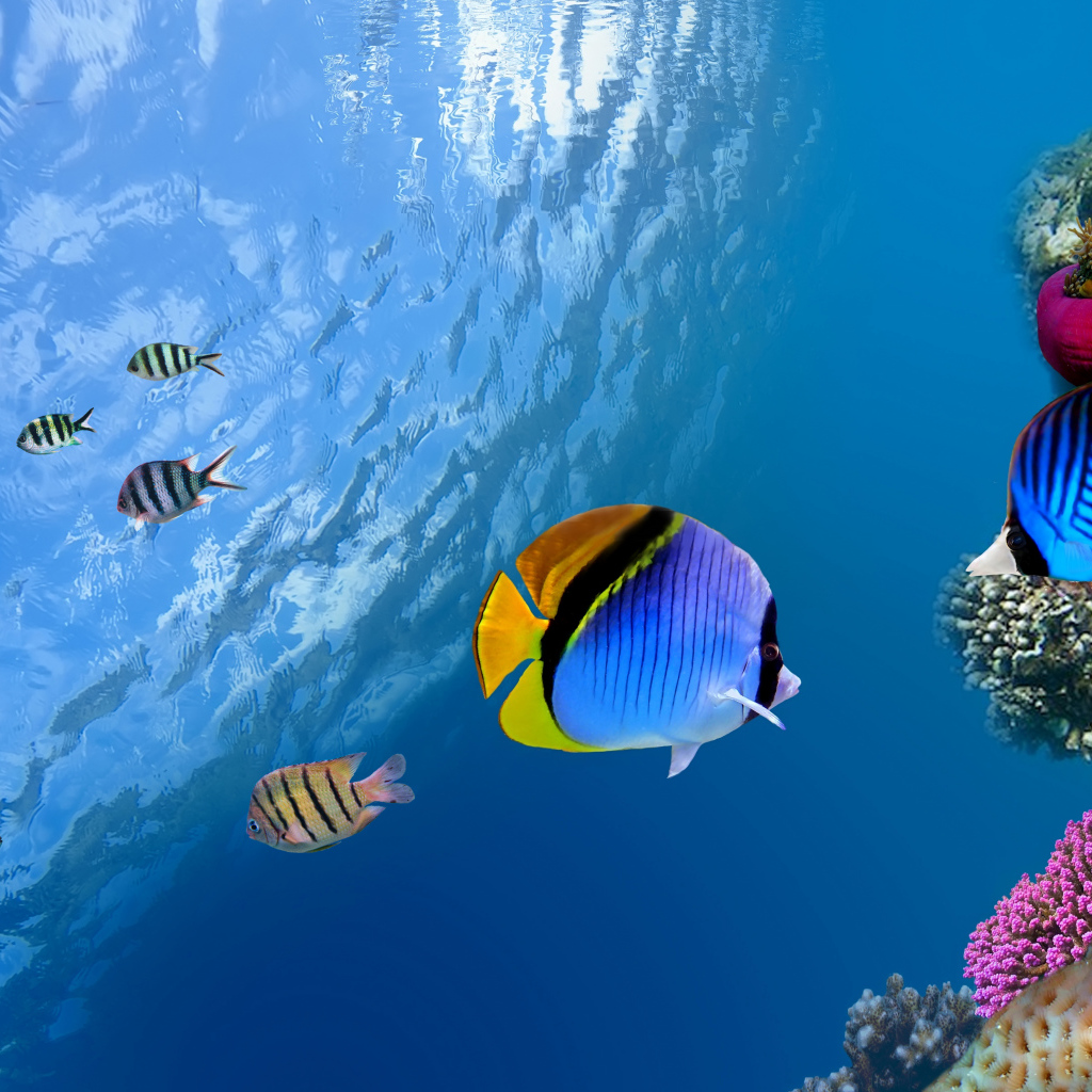 Разноцветные рыбы и кораллы под водой в океане 