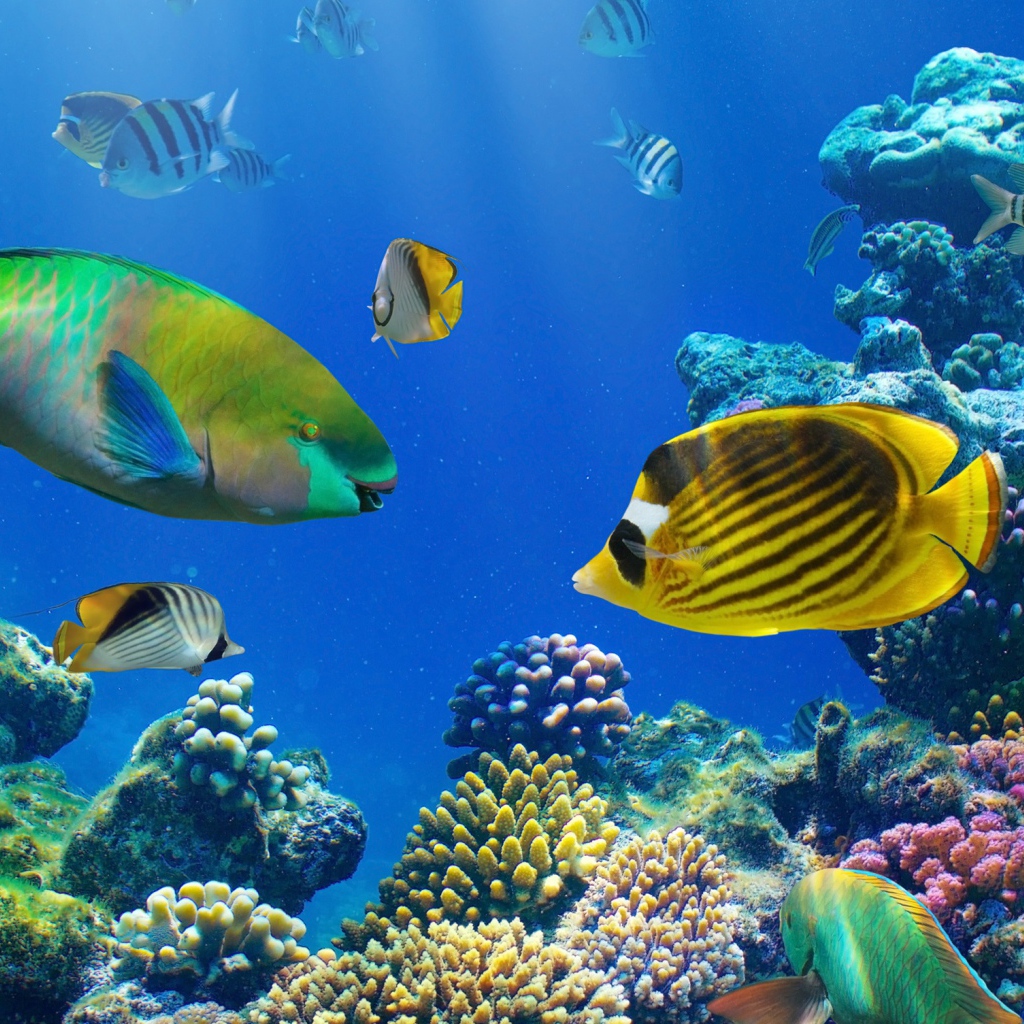 Разноцветные рыбы под водой в кораллах 