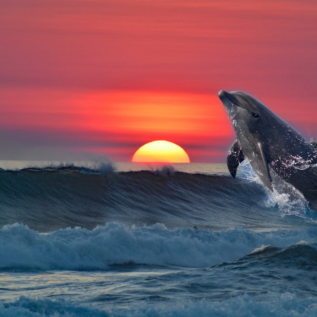 Дельфин выпрыгивает из воды на фоне заката 