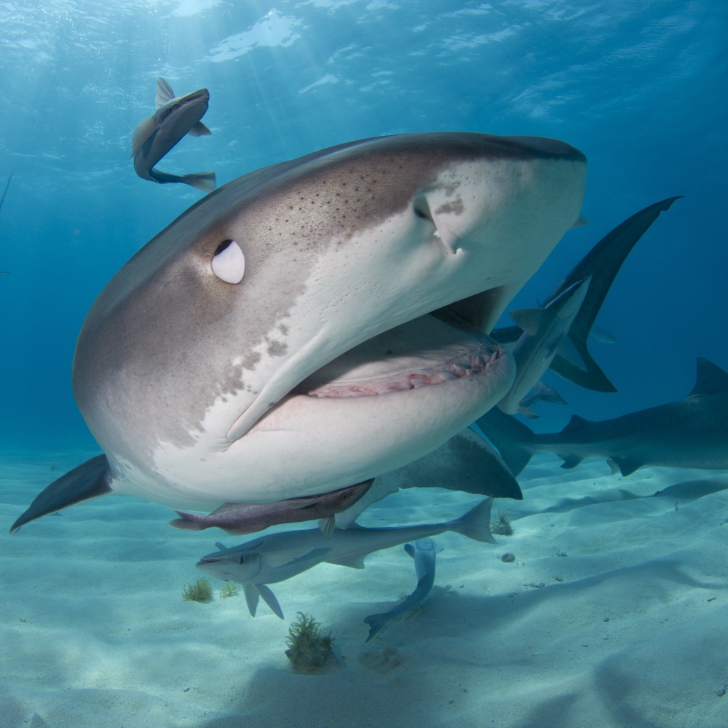 Стая больших хищных акул крупным планом
