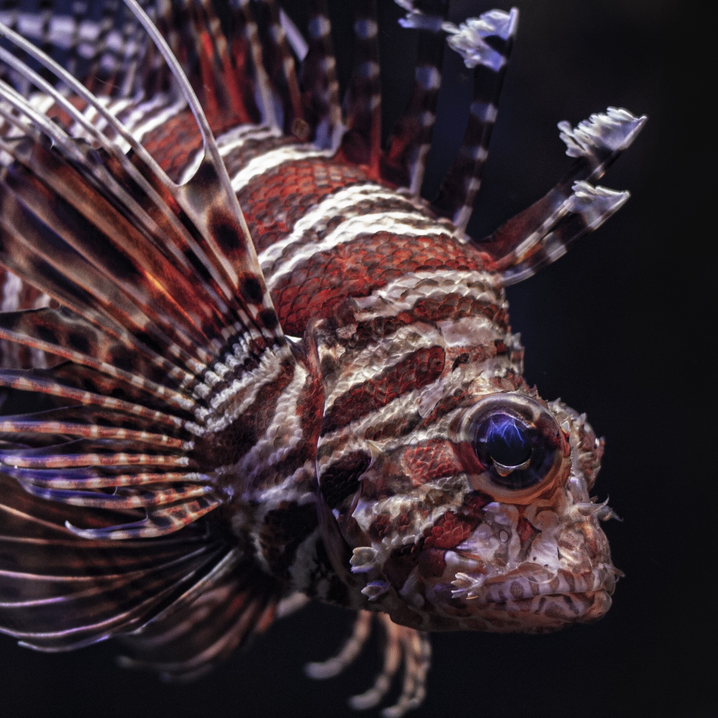 Рыба крылатка на черном фоне крупным планом 