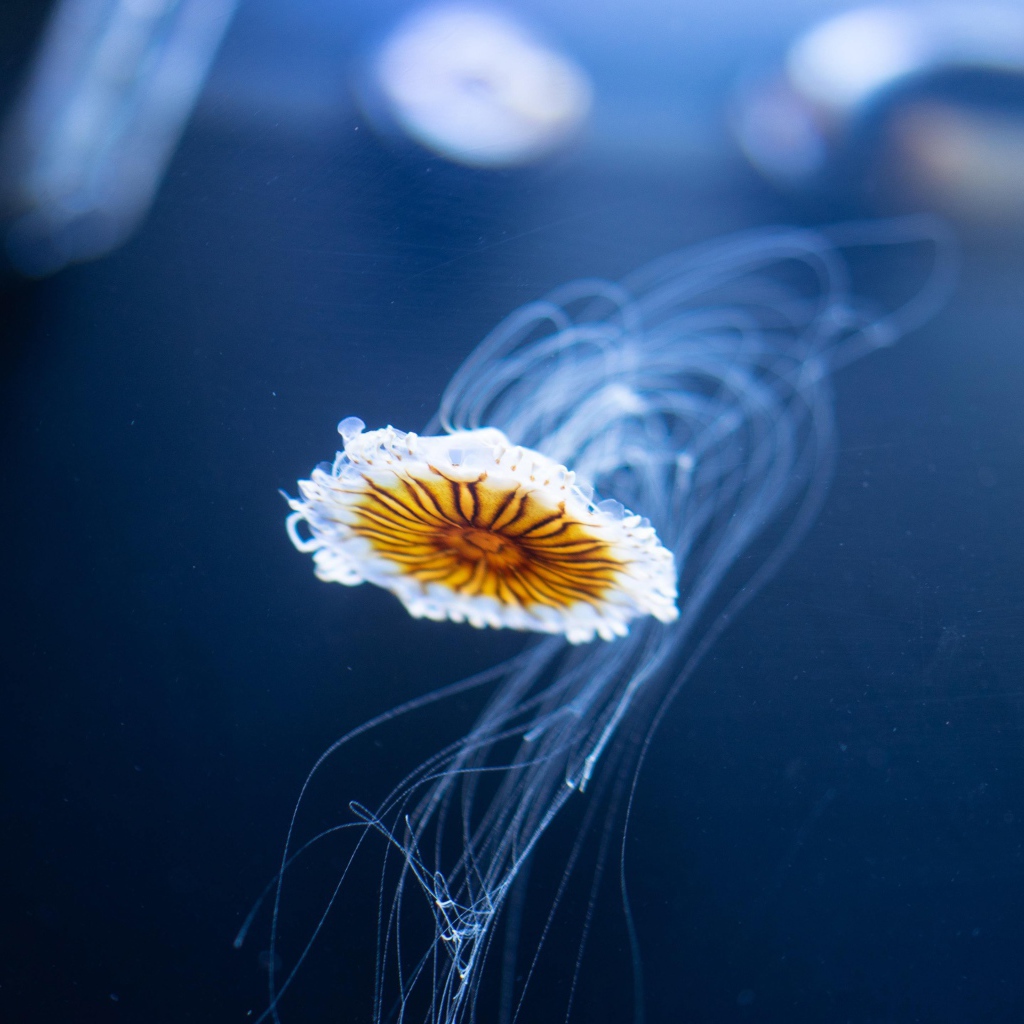 Маленькая медуза плавает в синей воде