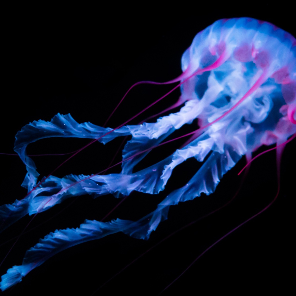 Неоновая медуза плывет на черном фоне