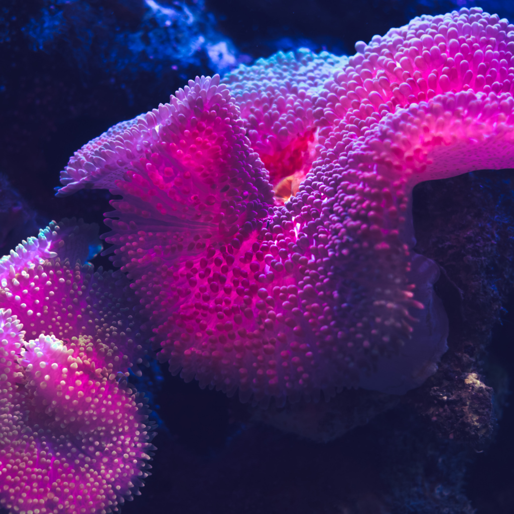 Красные кораллы в воде крупным планом