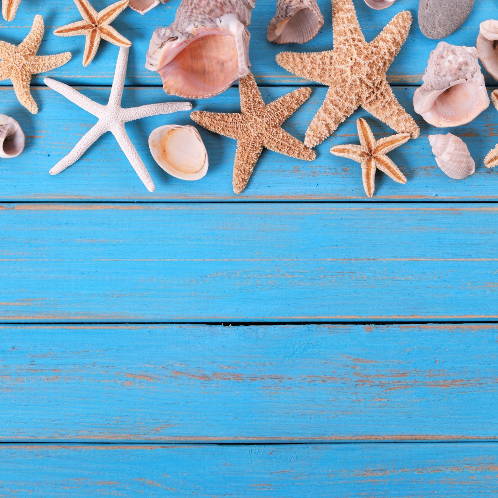 Ракушки и морские звезды на голубом деревянном фоне