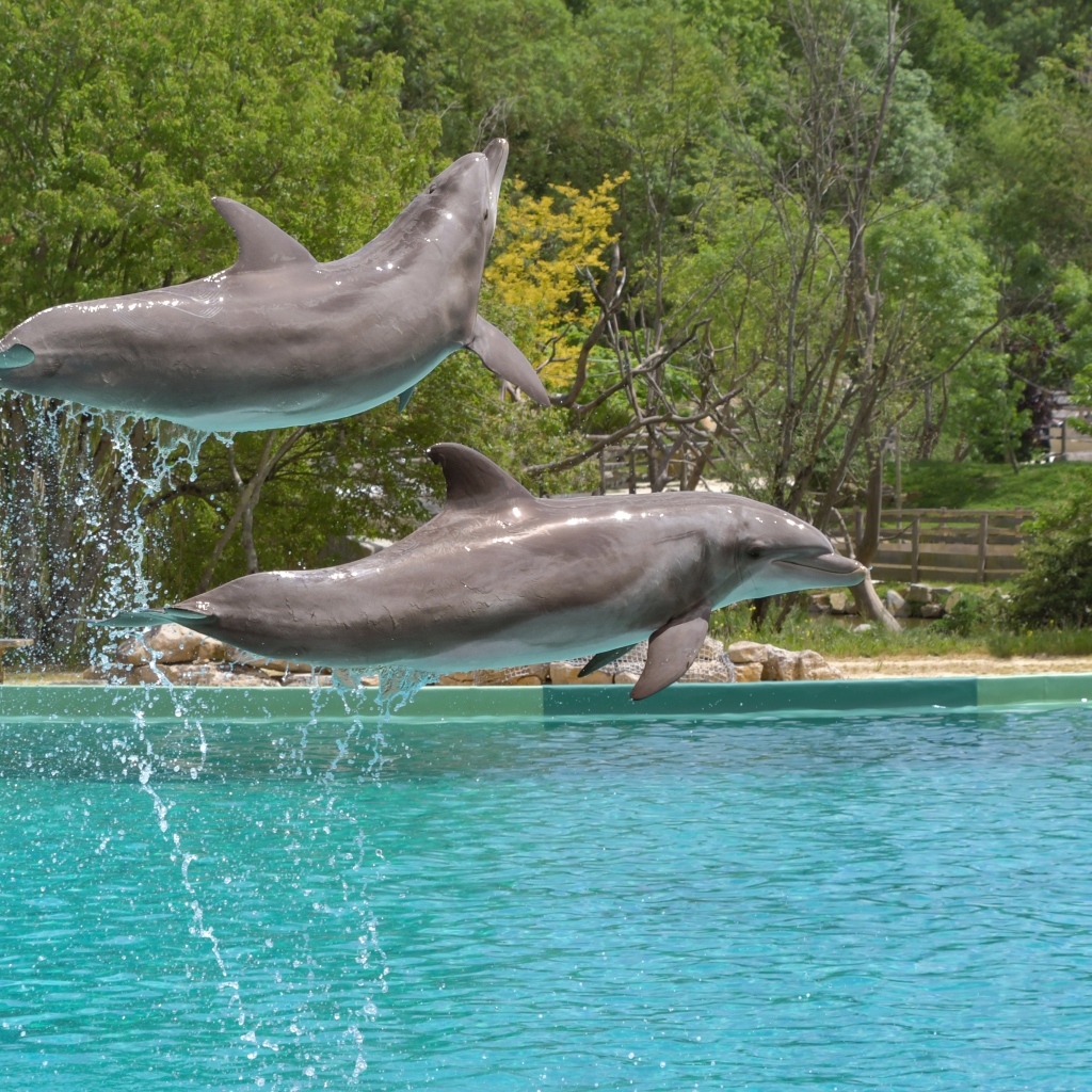 Два больших дельфина выпрыгивают из воды