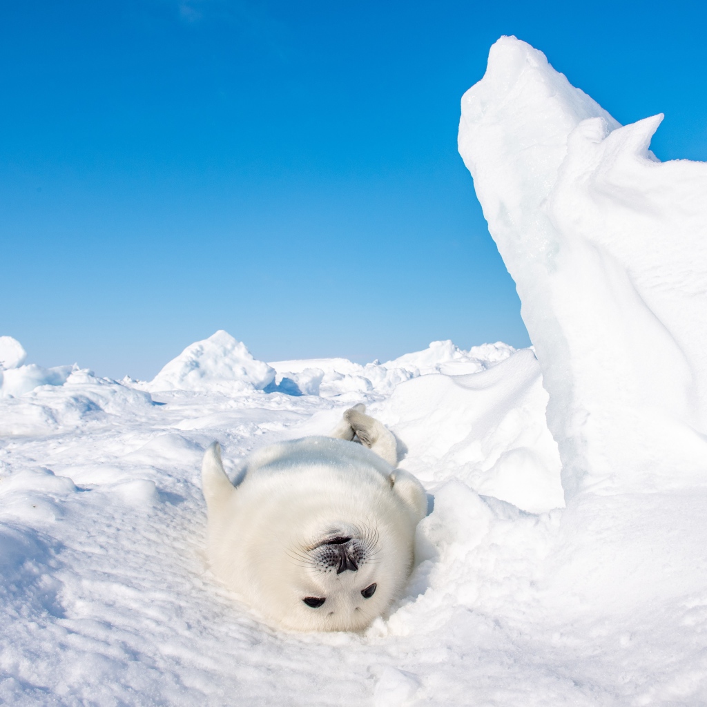 Белый детеныш тюленя лежит на снегу 