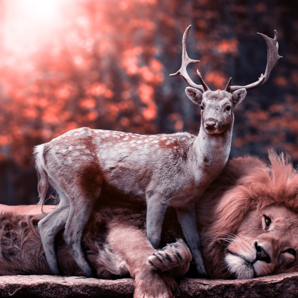 Большой лев лежит на земле с оленем