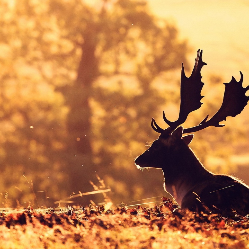 Олень с большими рогами лежит на опавшей листве