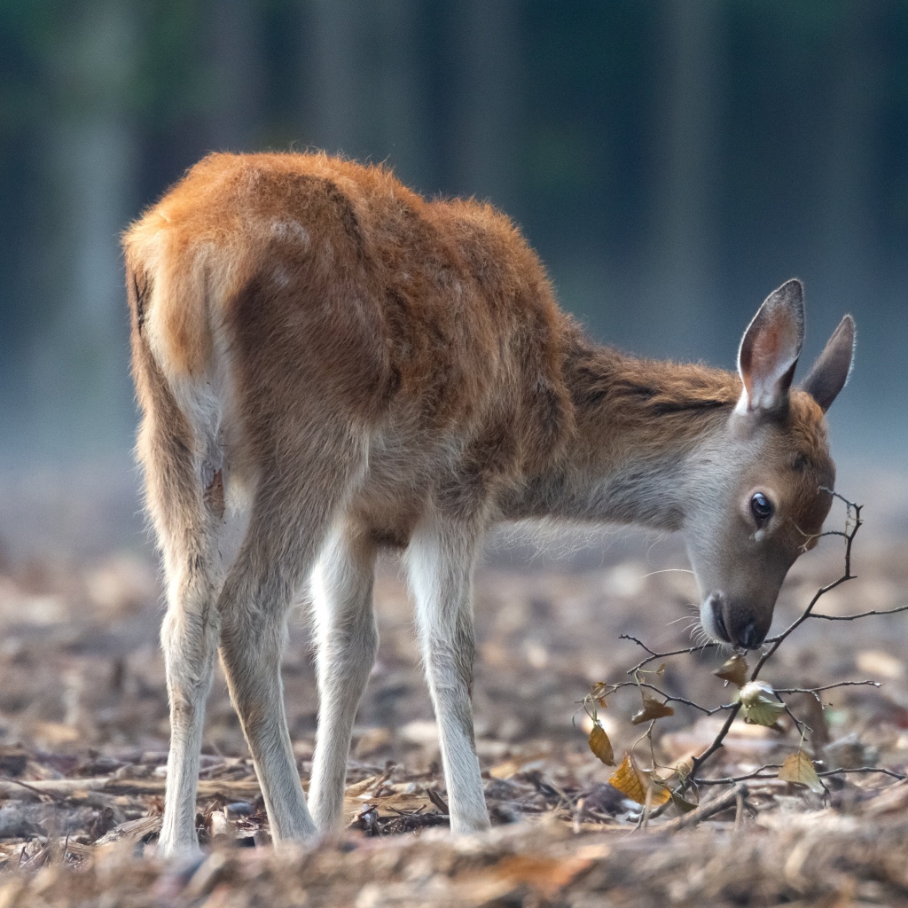 Самка оленя пасется в лесу