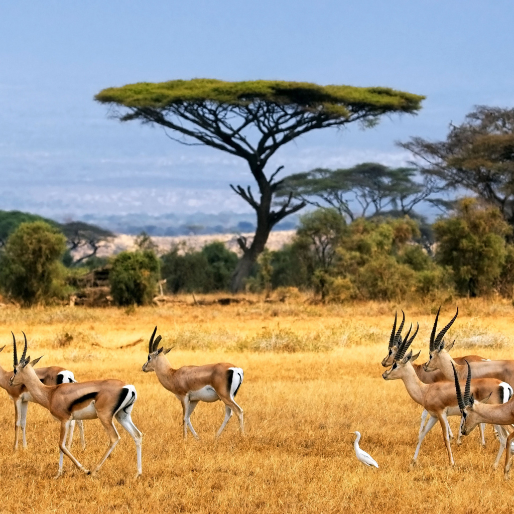 Стадо антилоп в сафари с белыми цаплями 