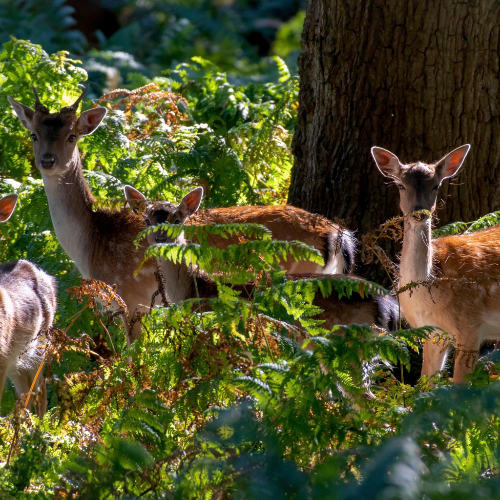 Стадо оленей у дерева в зарослях