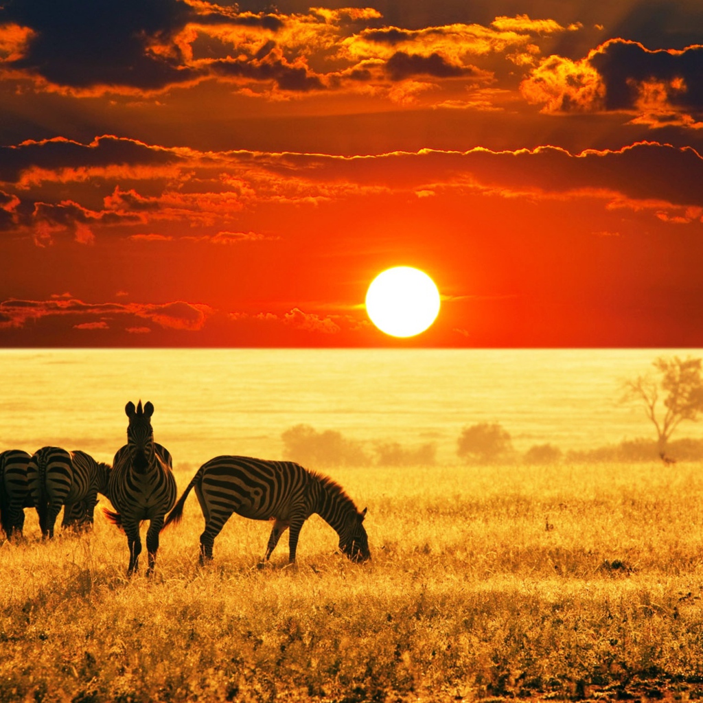 Стадо зебр пасется в саванне на закате 