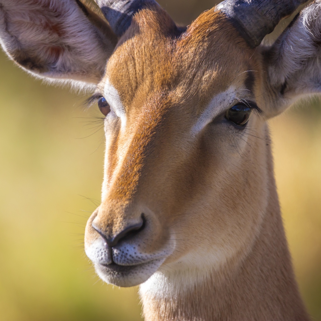 Морда антилопы крупным планом 