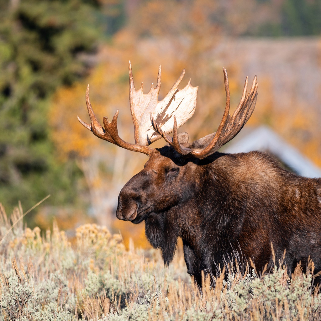 Бородатый лось с большими рогами