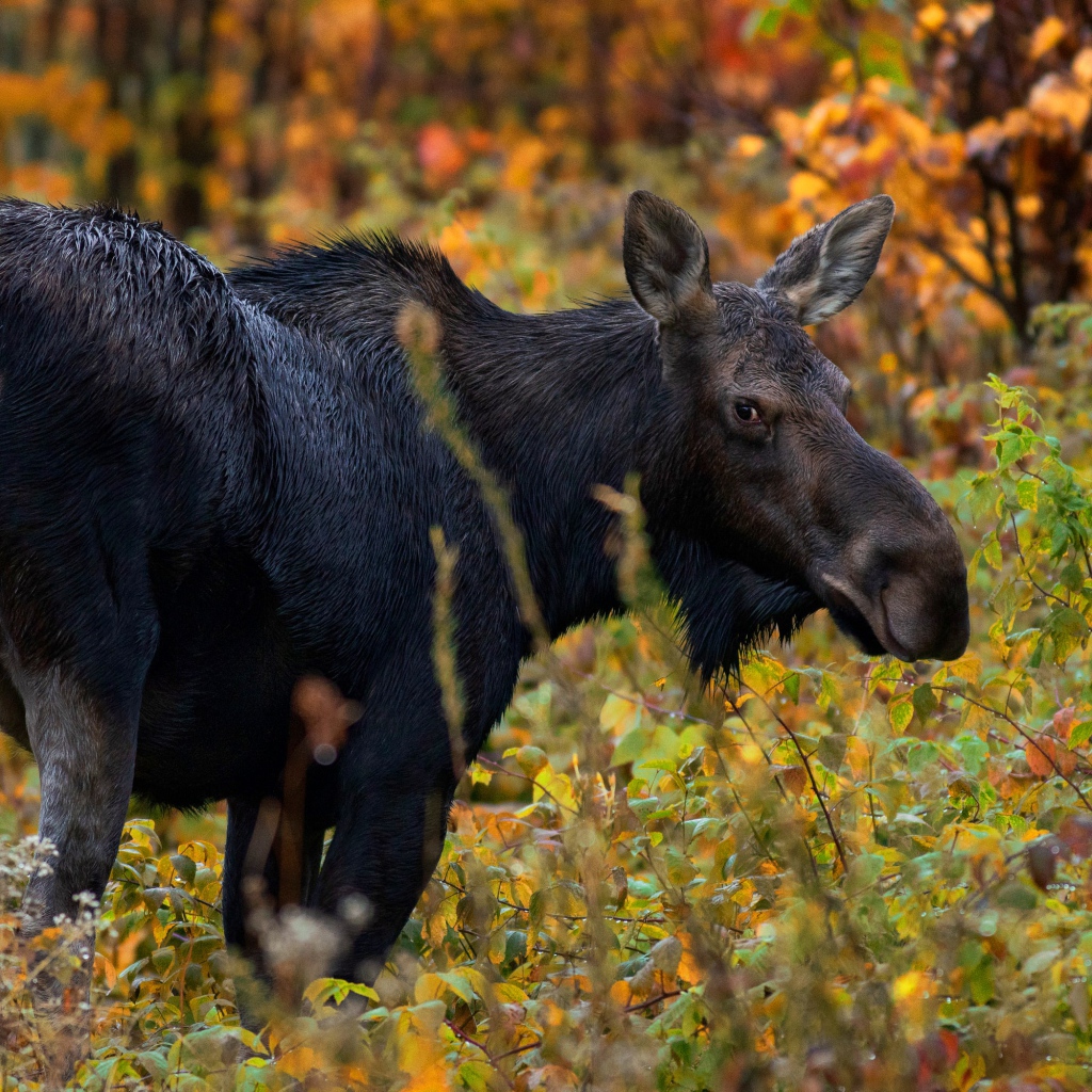 Большой лось гуляет по лесу