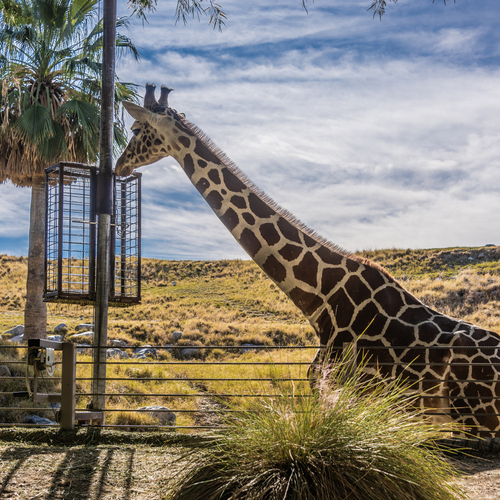 Большой жираф на фоне голубого неба 
