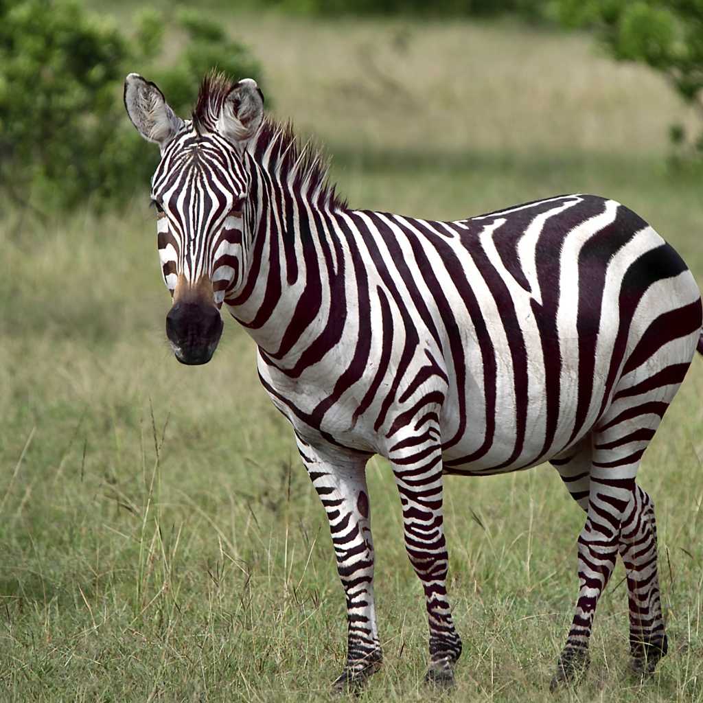 Черно-белая полосатая зебра в зеленой траве