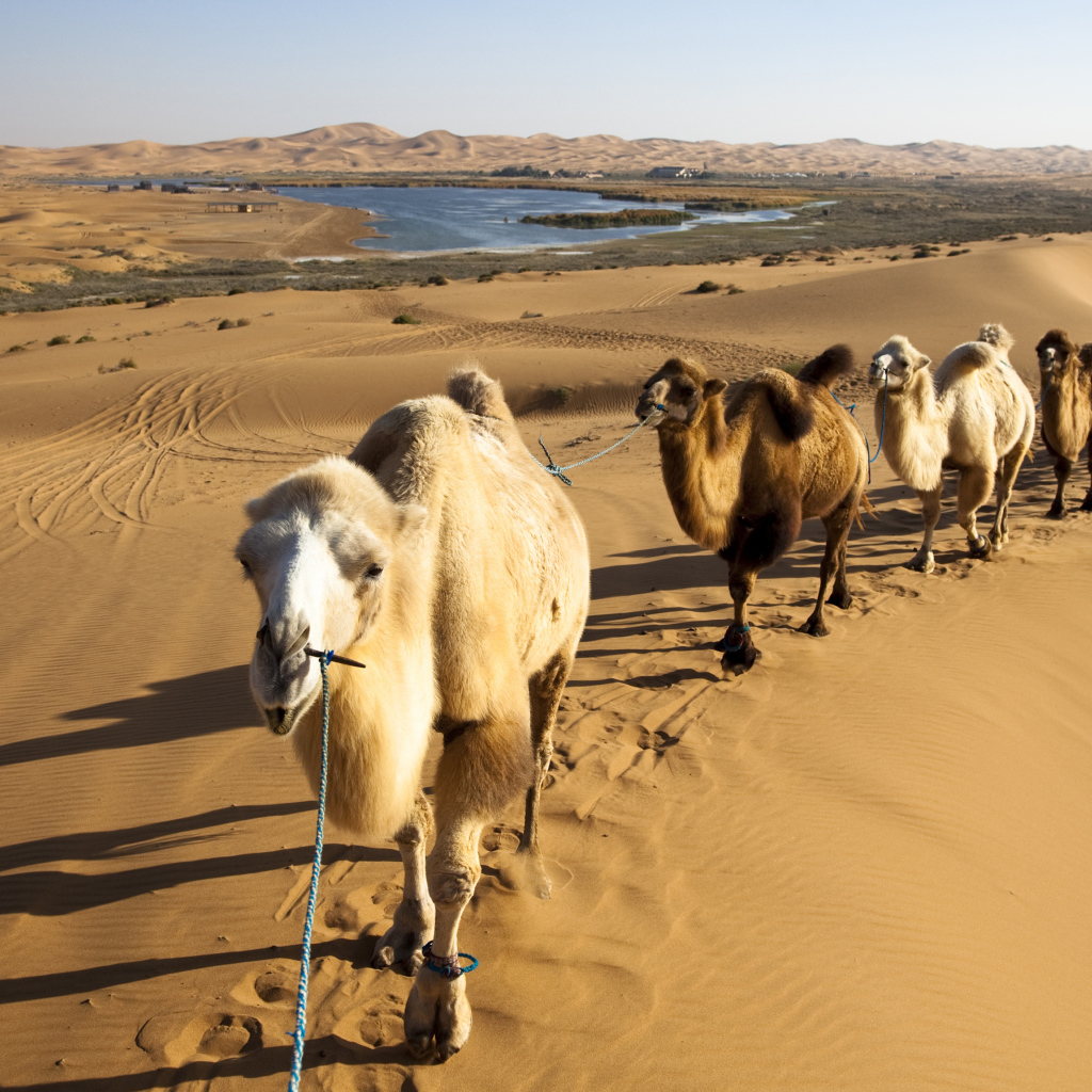 Караван верблюдов идет по жаркой пустыне