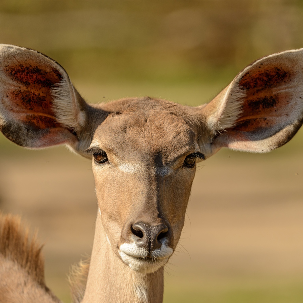 Морда антилопы с большими ушами крупным планом