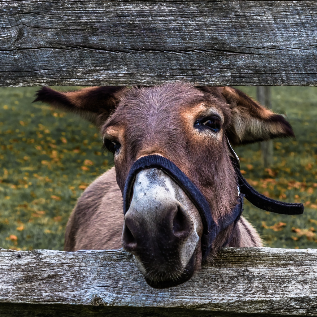 Любопытный осел в загородке