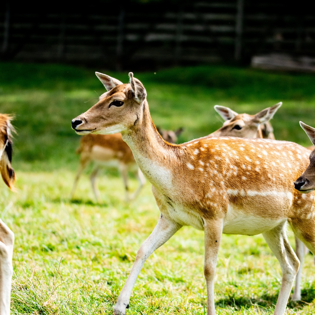 Олени пасутся в загоне на зеленой траве