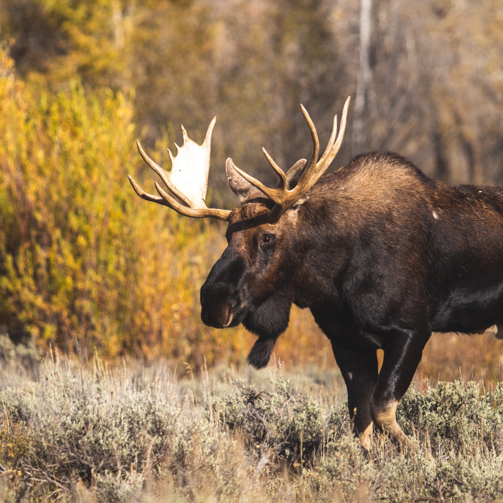 Лось с большими ветвистыми рогами в лесу 