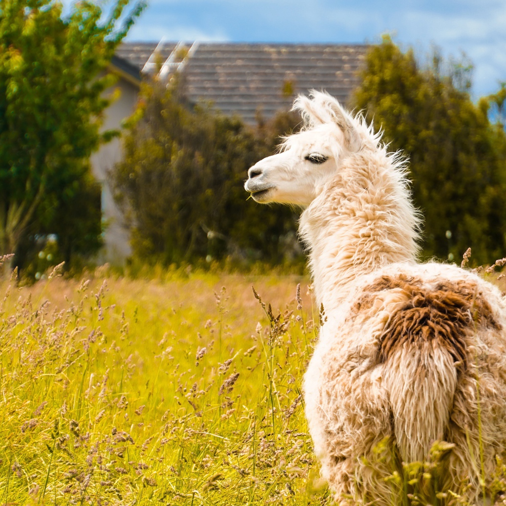 Пушистая лама пасется на зеленой траве