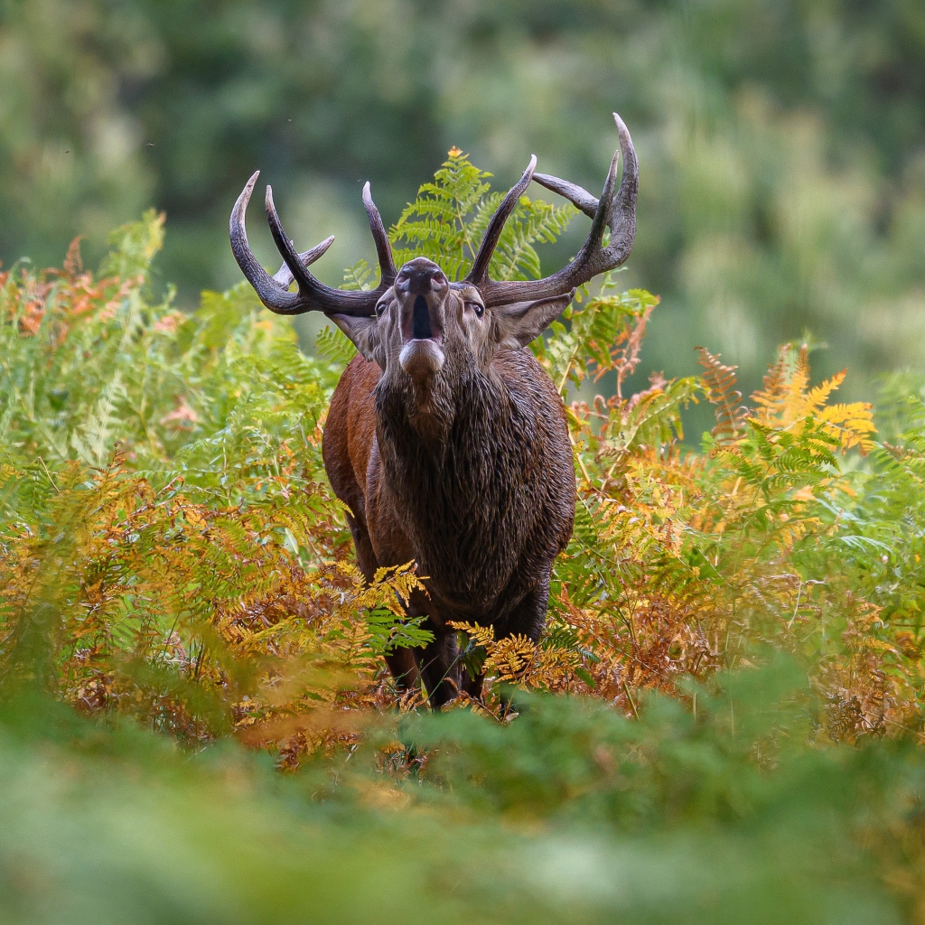 Лесной олень с большими рогами кричит в зарослях