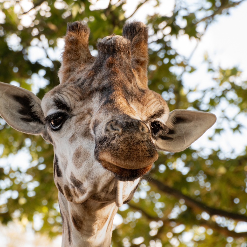 Голова жирафа крупным планом на фоне дерева