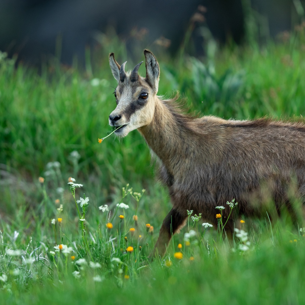 Коза пасется на зеленой траве