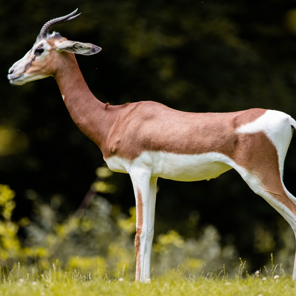 Грациозная газель на зеленой траве