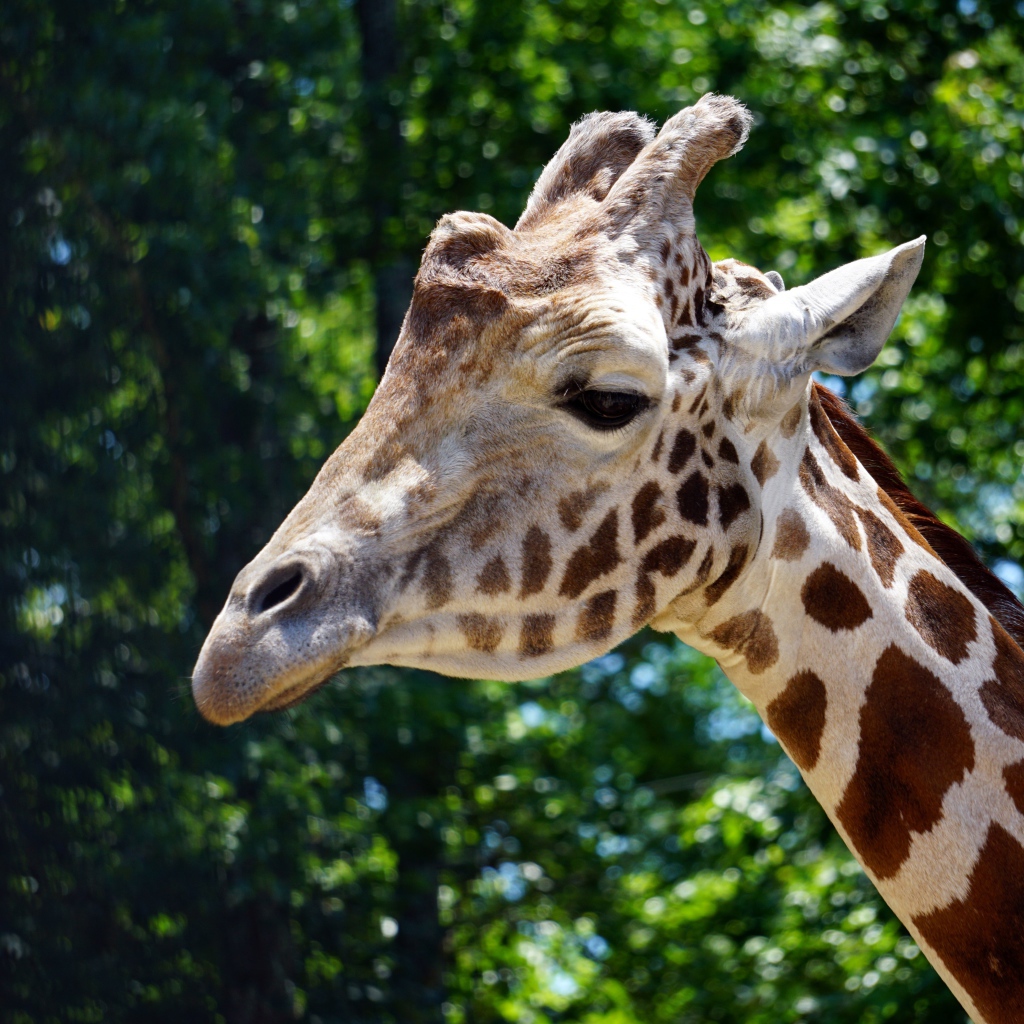 Голова большого пятнистого жирафа