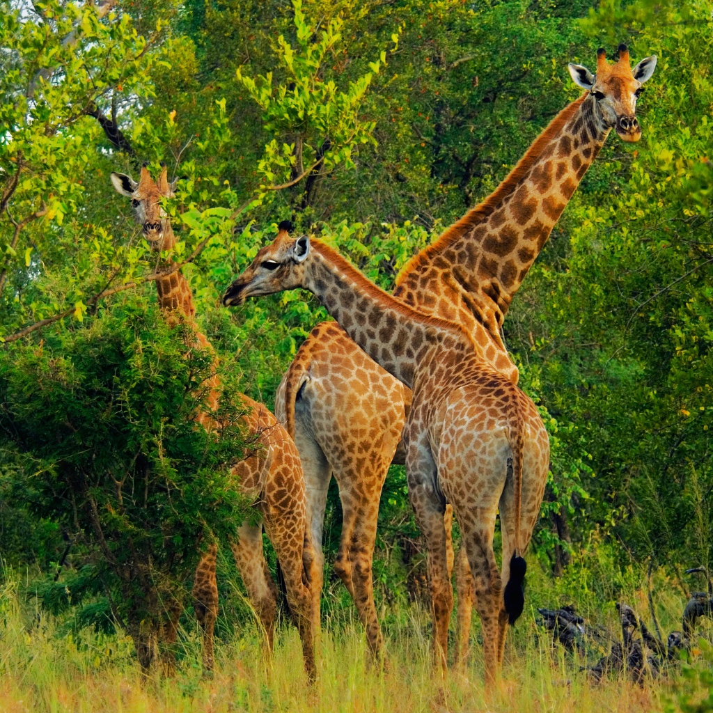 Большие жирафы срывают листву с деревьев 