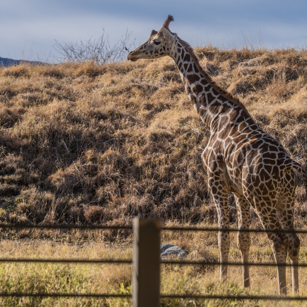 Большой пятнистый жираф на траве