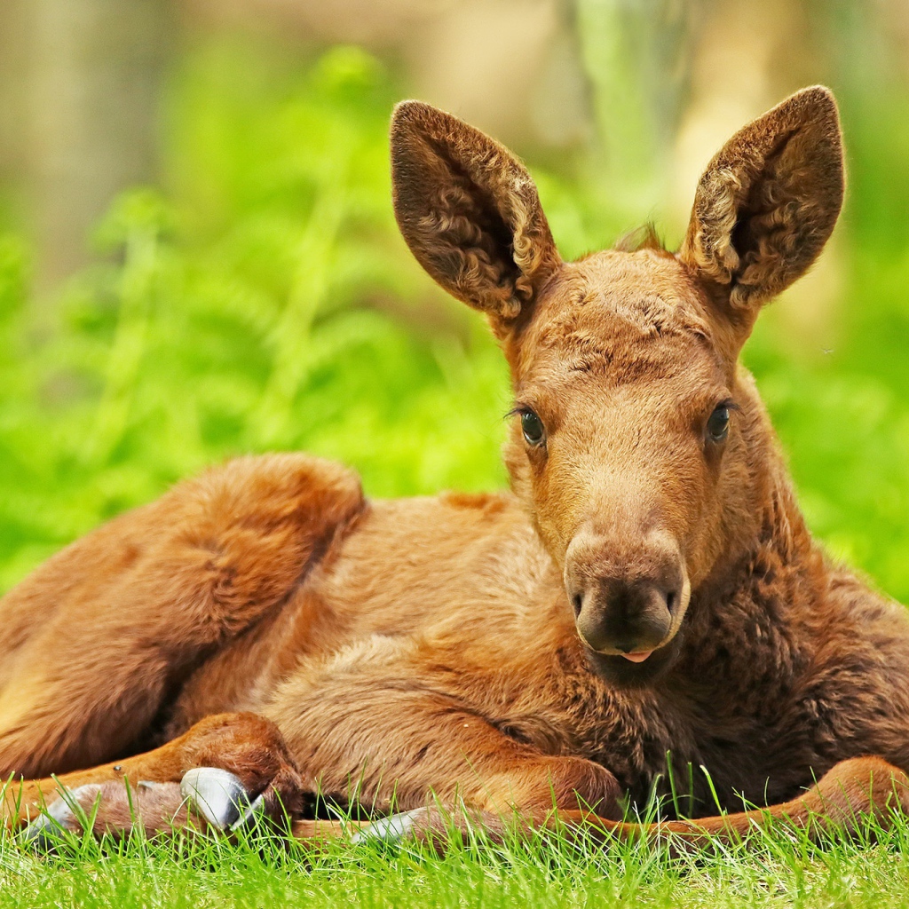 Маленький лосенок лежит на зеленой траве
