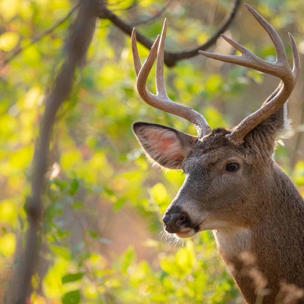 Олень с острыми рогами в лесу