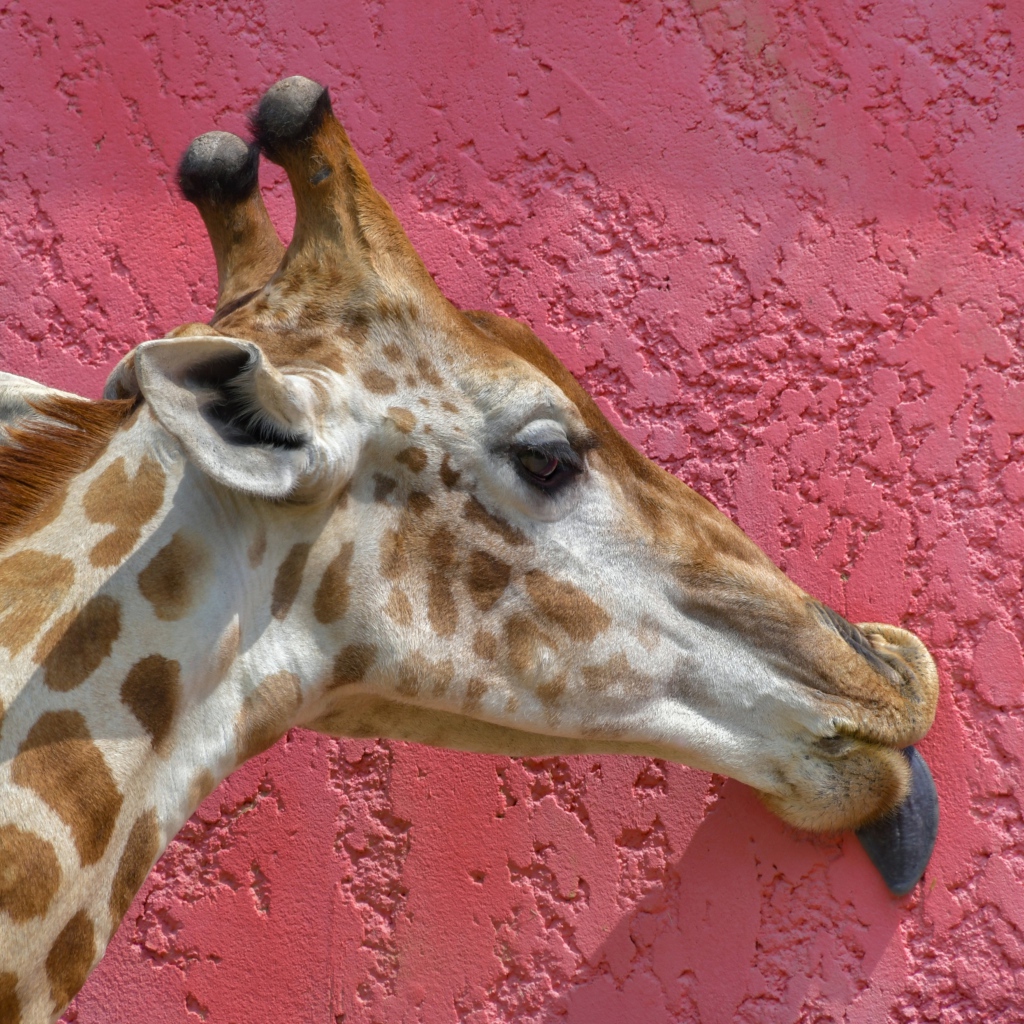 Пятнистый жираф облизывает розовую стену 
