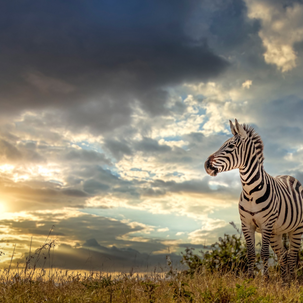 Полосатая зебра на фоне неба на закате